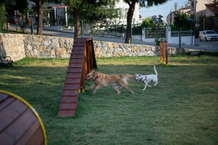 Köpek Eğitim Parkuru
