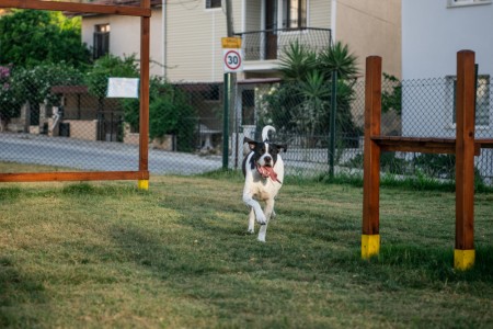 Köpek Eğitim Parkuru