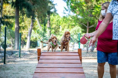 Köpek Eğitim Parkuru