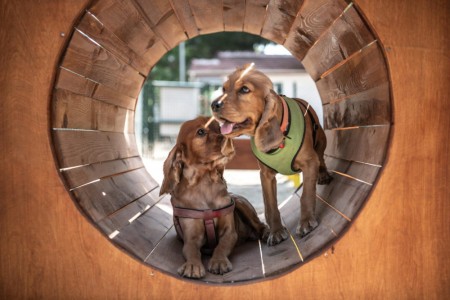 KADIKALESİ KÖPEK EĞİTİM PARKURU