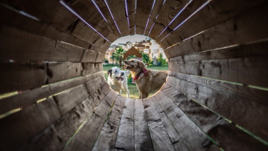 KADIKALESİ KÖPEK EĞİTİM PARKURU