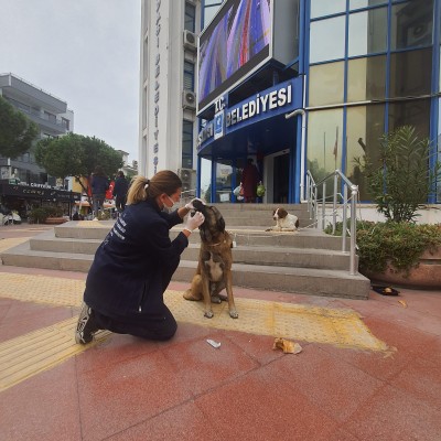 KUŞADASI BELEDİYESİ’NDEN HASTA SOKAK KÖPEĞİNE YARDIM ELİ