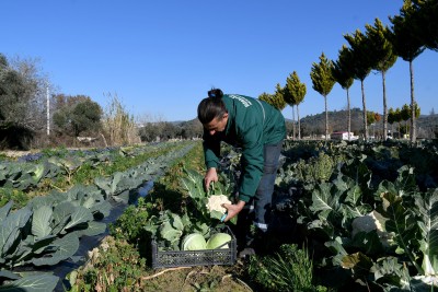 ADABAHÇE KIŞ HASADI KUŞADASI’NA BEREKET GETİRDİ