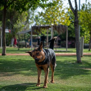 Adagöl Piknik Alanı