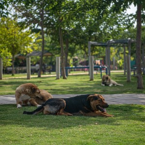 Adagöl Piknik Alanı