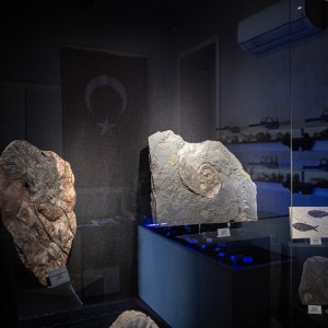 Mineral and Fossil Museum