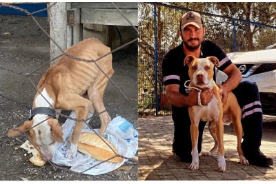 KUŞADASI BELEDİYESİ AÇLIKTAN HASTA VE ZAYIF DÜŞEN KÖPEĞE SAHİP ÇIKTI