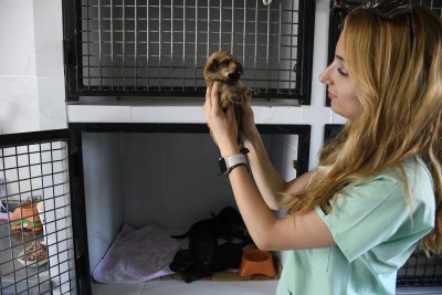KUŞADASI BELEDİYESİ’NİN ORMAN YANGININDAN KURTARDIĞI CAN DOSTLAR HER GEÇEN GÜN İYİLEŞİYOR