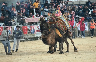 KUŞADASI’NDA 6 YIL ARADAN SONRA DEVE GÜREŞİ HEYECANI YAŞANDI