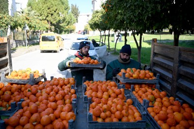 KUŞADASI’NDA TURUNÇ MEYVESİNİN EN TATLI YOLCULUĞU BAŞLADI