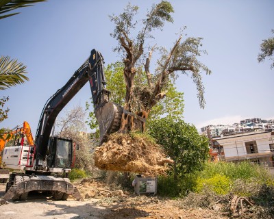 KUŞADASI’NDA 1137 AĞAÇ YER DEĞİŞTİRDİ