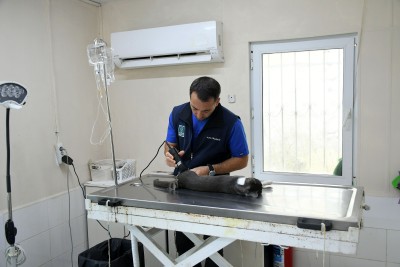 BAŞKAN ÖMER GÜNEL 5. KATTAN DÜŞEN KEDİYE YAŞAM UMUDU OLDU