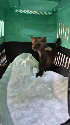 KUŞADASI BELEDİYESİ YARALI GELİNCİĞE YAŞAM UMUDU OLDU