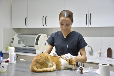 KUŞADASI BELEDİYESİ DAVUTLAR KEDİ KISIRLAŞTIRMA MERKEZİ BİNLERCE CANA UMUT OLDU